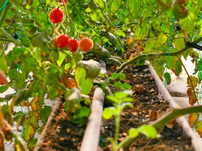 ��ڲ���ζ���Ƽ���ũҵ��������ľ��ѧ԰������ѧѧԺ���½�����ũҵ�Ƽ����޹�˾�ι۽���