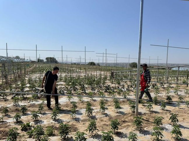 ׯ��Ṻ����磺����Эͬ�������ͼ��