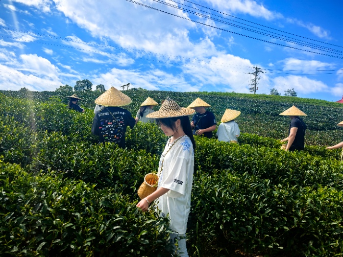 华侨大学云时茶烟实践队摄