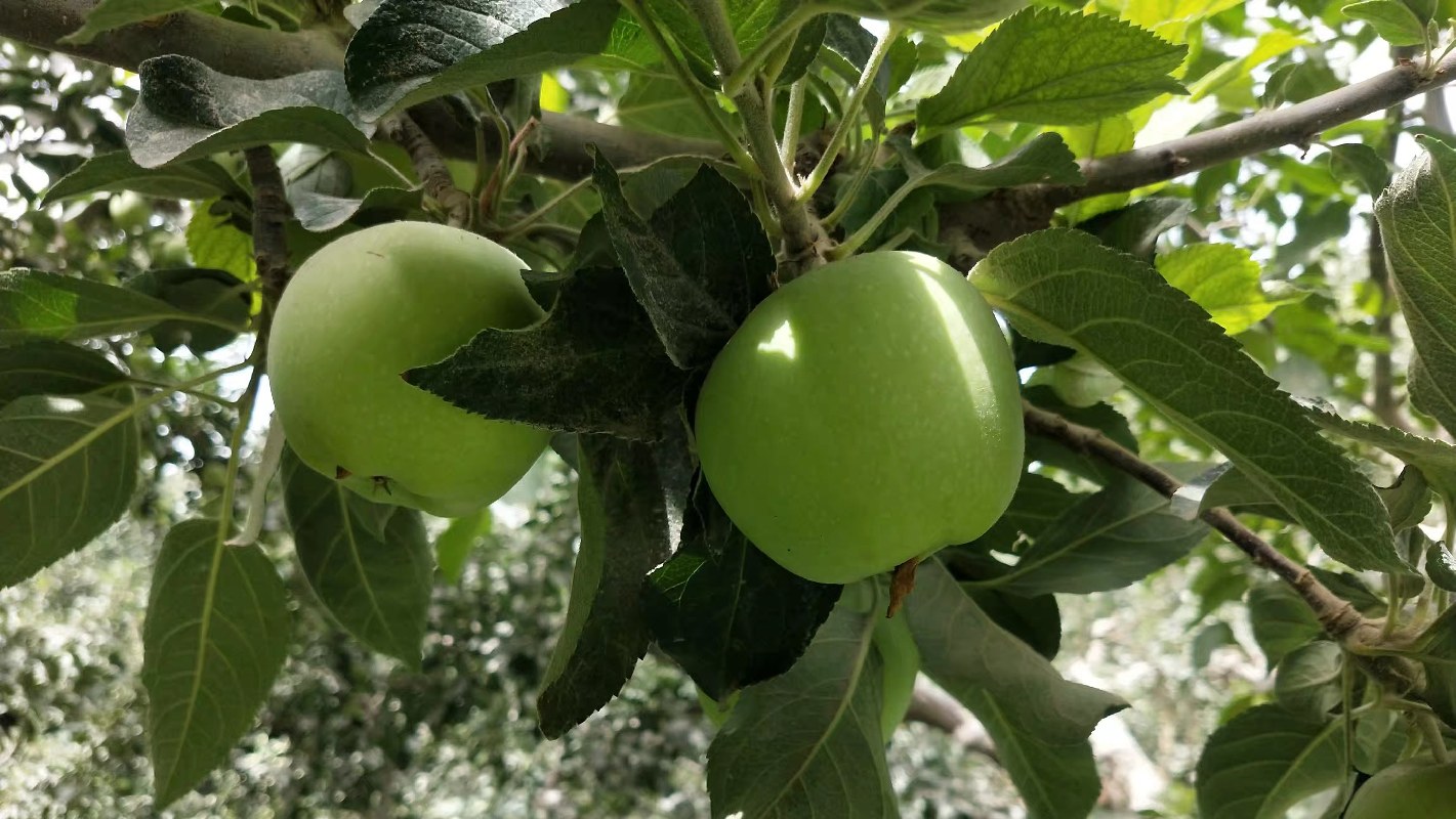 רҵ���ܴ�ͨ�ֹ�ȫ���� ��������ѧ��������������ũ�˲� ��������ľ��ѧʳƷ��ѧ�빤��ѧԺʵ���ſ�չϵ�С������硱���ʵ��